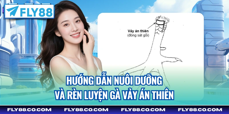 Hướng dẫn nuôi dưỡng và rèn luyện gà vảy Án Thiên